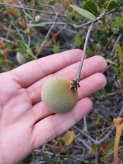 Ancylobothrys capensis