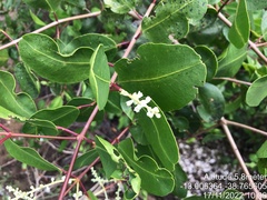 Laguncularia racemosa
