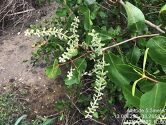 Laguncularia racemosa