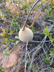 Ancylobothrys capensis