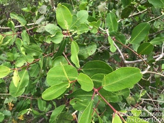 Laguncularia racemosa