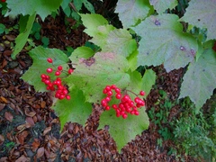 Viburnum orientale