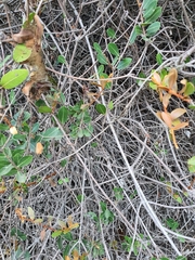 Ancylobothrys capensis