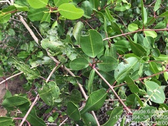 Laguncularia racemosa