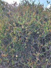 Ancylobothrys capensis