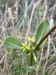 Cryptolepis oblongifolia