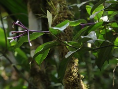 Rubiaceae