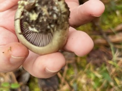 Thaxterogaster purpurascens