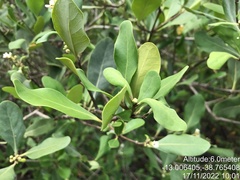 Avicennia schaueriana