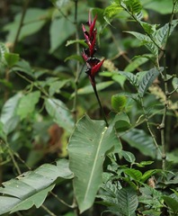 Heliconia
