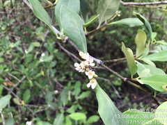 Avicennia schaueriana