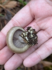 Thaxterogaster purpurascens