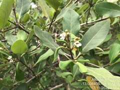 Avicennia schaueriana