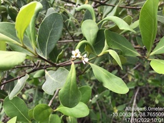 Avicennia schaueriana