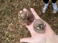 Thaxterogaster purpurascens