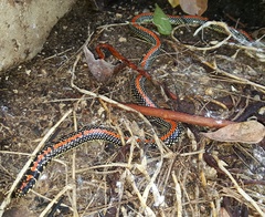 Homoroselaps lacteus