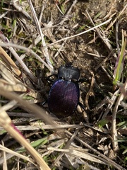Scaphinotus elevatus