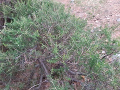 Erica arborea
