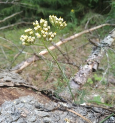 Achillea nobilis