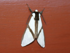 Turuptiana annesmithae