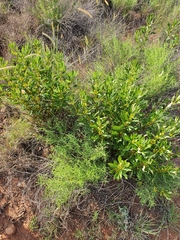 Fadogia homblei