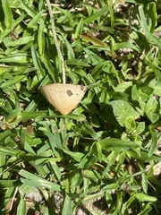 Conocybe apala