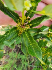 Fadogia homblei