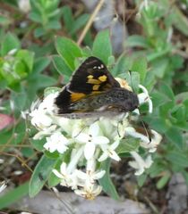 Trapezites phigalioides