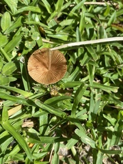 Conocybe apala