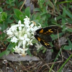 Trapezites phigalioides
