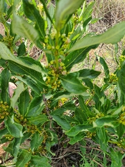 Fadogia homblei