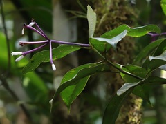 Rubiaceae