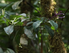 Rubiaceae