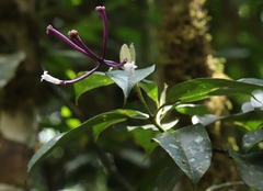 Rubiaceae