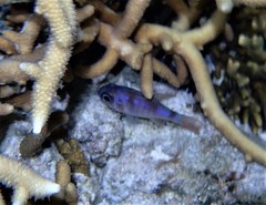 Nectamia