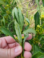 Fadogia homblei