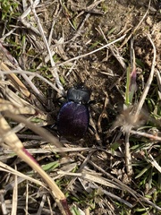 Scaphinotus elevatus