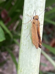 Taractrocerini