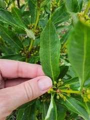 Fadogia homblei