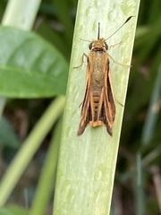Taractrocerini