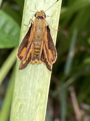 Taractrocerini