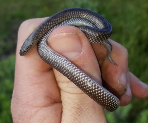 Photo of a Cape Wolf Snake (capense) (Lycophidion capense)