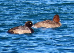 Aythya marila