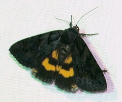 Catocala antinympha