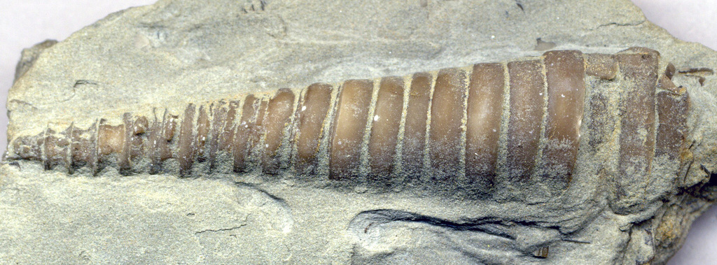 Treptoceras
