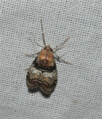 Pococera maritimalis