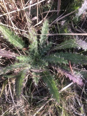 Cirsium muticum