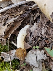 Morchella punctipes
