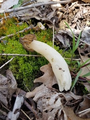 Morchella punctipes