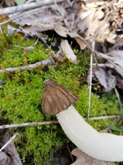 Morchella punctipes